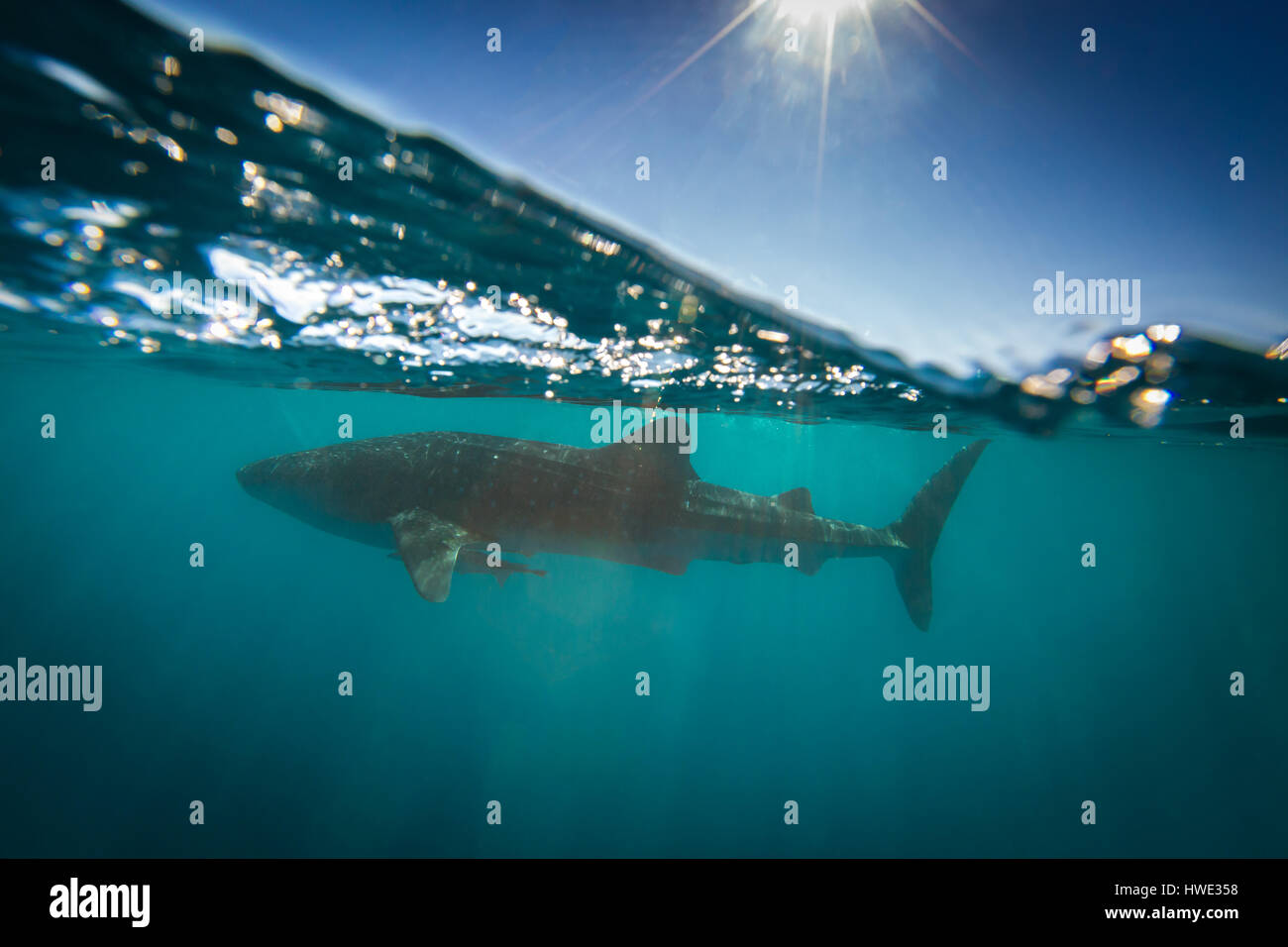 Tiburón ballenero o de ensenada fotografías e imágenes de alta