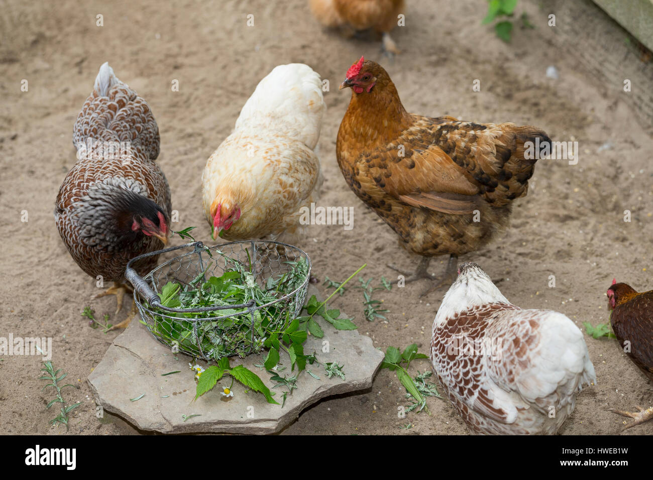 Wildkräuter für Hühner, Hühner fressen geerntete Kräuter. Gänseblümchen Löwenzahn Spitz-Wegerich,,,, Beifuß Giersch. Spitzwegerich, Blütenknospe, Wege Foto de stock