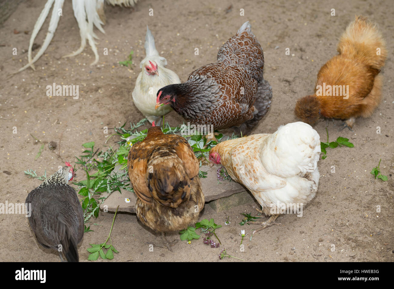 Wildkräuter für Hühner, Hühner fressen geerntete Kräuter. Gänseblümchen Löwenzahn Spitz-Wegerich,,,, Beifuß Giersch. Spitzwegerich, Blütenknospe, Wege Foto de stock