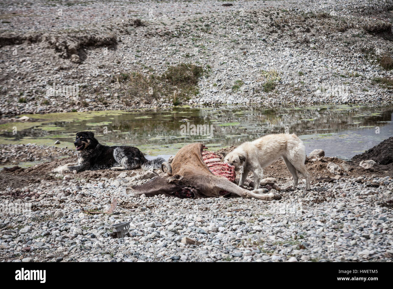 Tayikistán, un perro comiendo carne de cadáver de una cabra, otro perro sentado cerca. Foto de stock