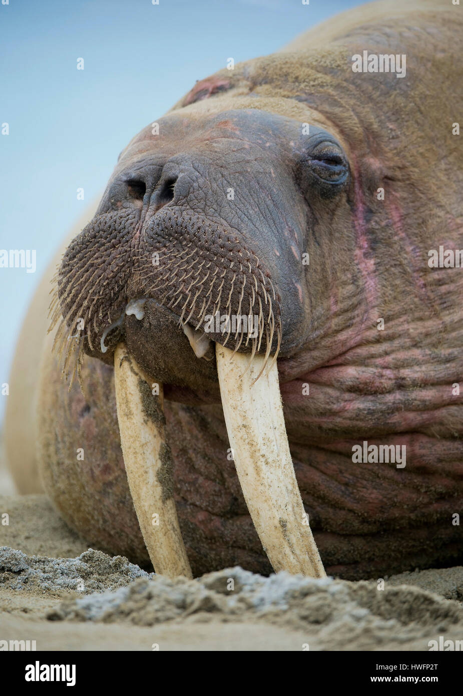 Morsa, El Animal Más Pequeño Del Mundo, Muy Diminuto, Parado En La Mano  Humana, Ilustración Generativa Ai Fotos, retratos, imágenes y fotografía de  archivo libres de derecho. Image 205138763