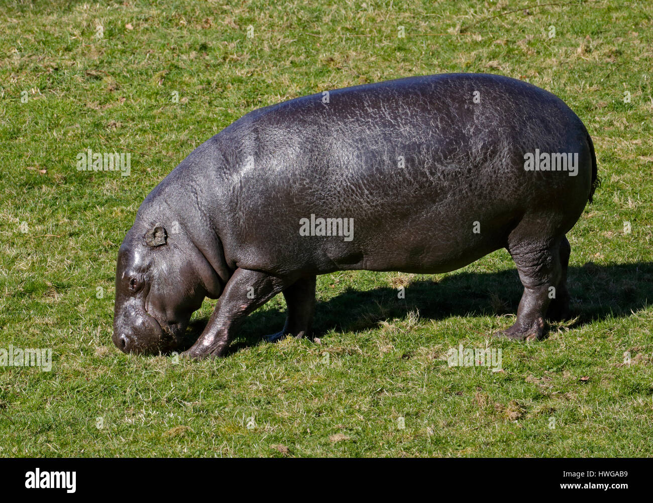 Hembra de hipopótamo pigmeo (hexaprotodon liberiensis) Foto de stock