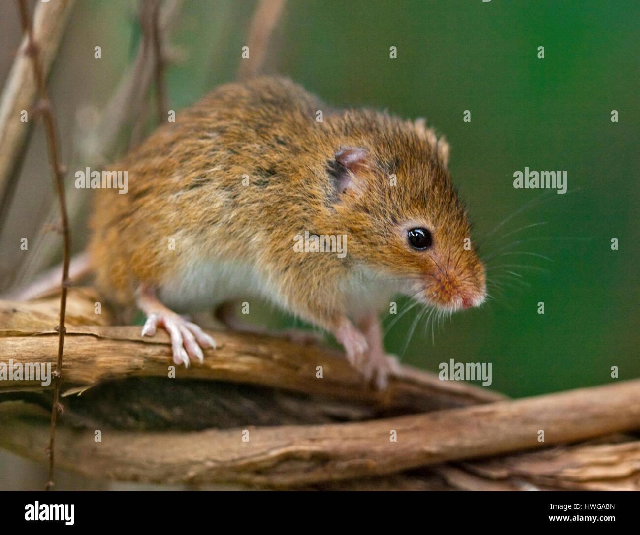 Ratón de cosecha (micromys minutus) Foto de stock