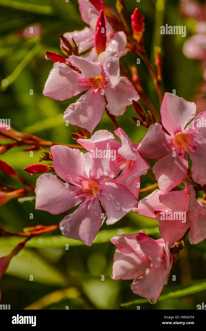 La adelfa se utiliza ampliamente como plantas ornamentales en paisajismo en zonas con clima subtropical. Foto de stock