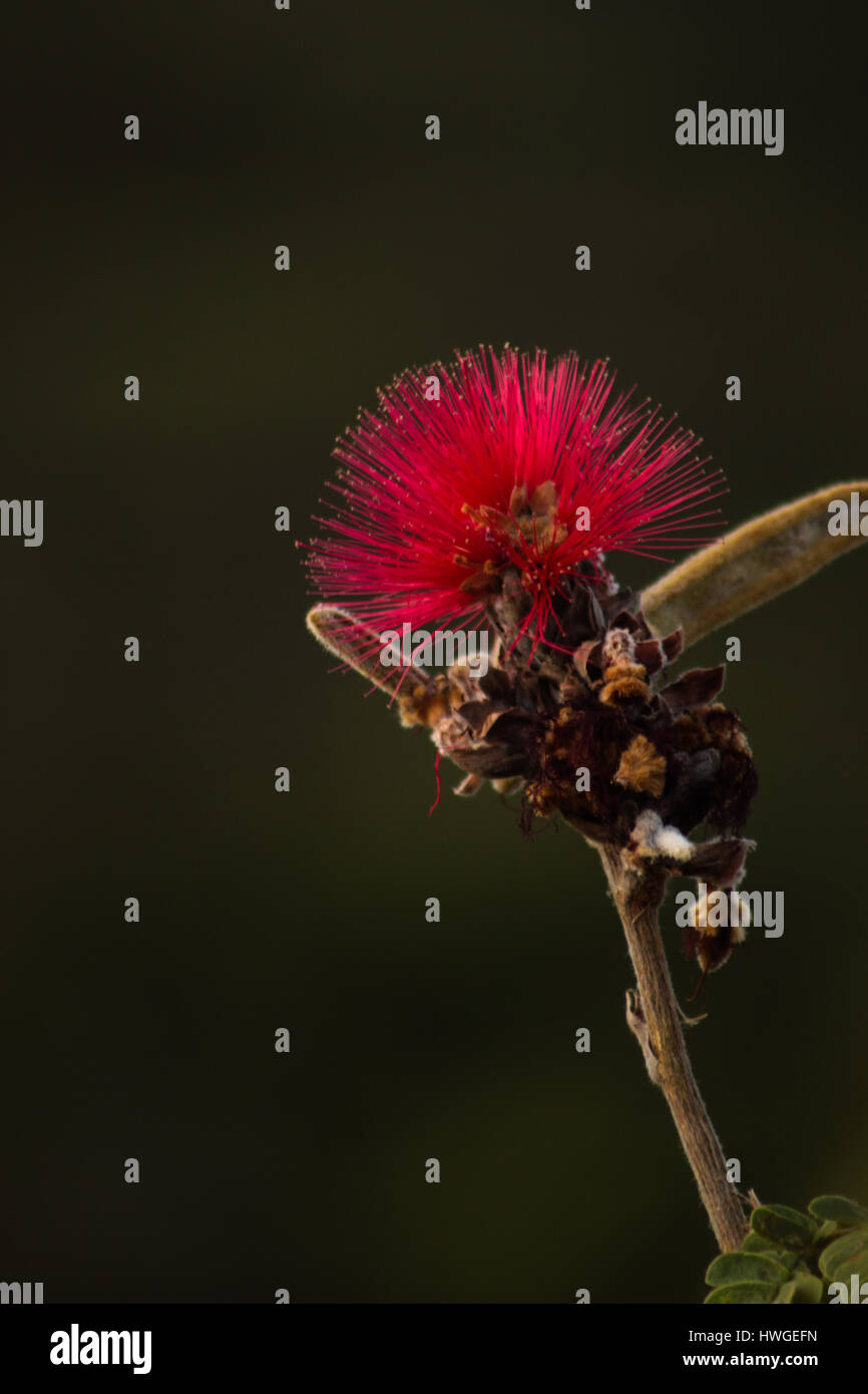 Solo rojo fairy duster (Calliandra dysantha) fotografiados en Cerrado, un vasto ecorregión de sabana tropical de Brasil. Foto de stock