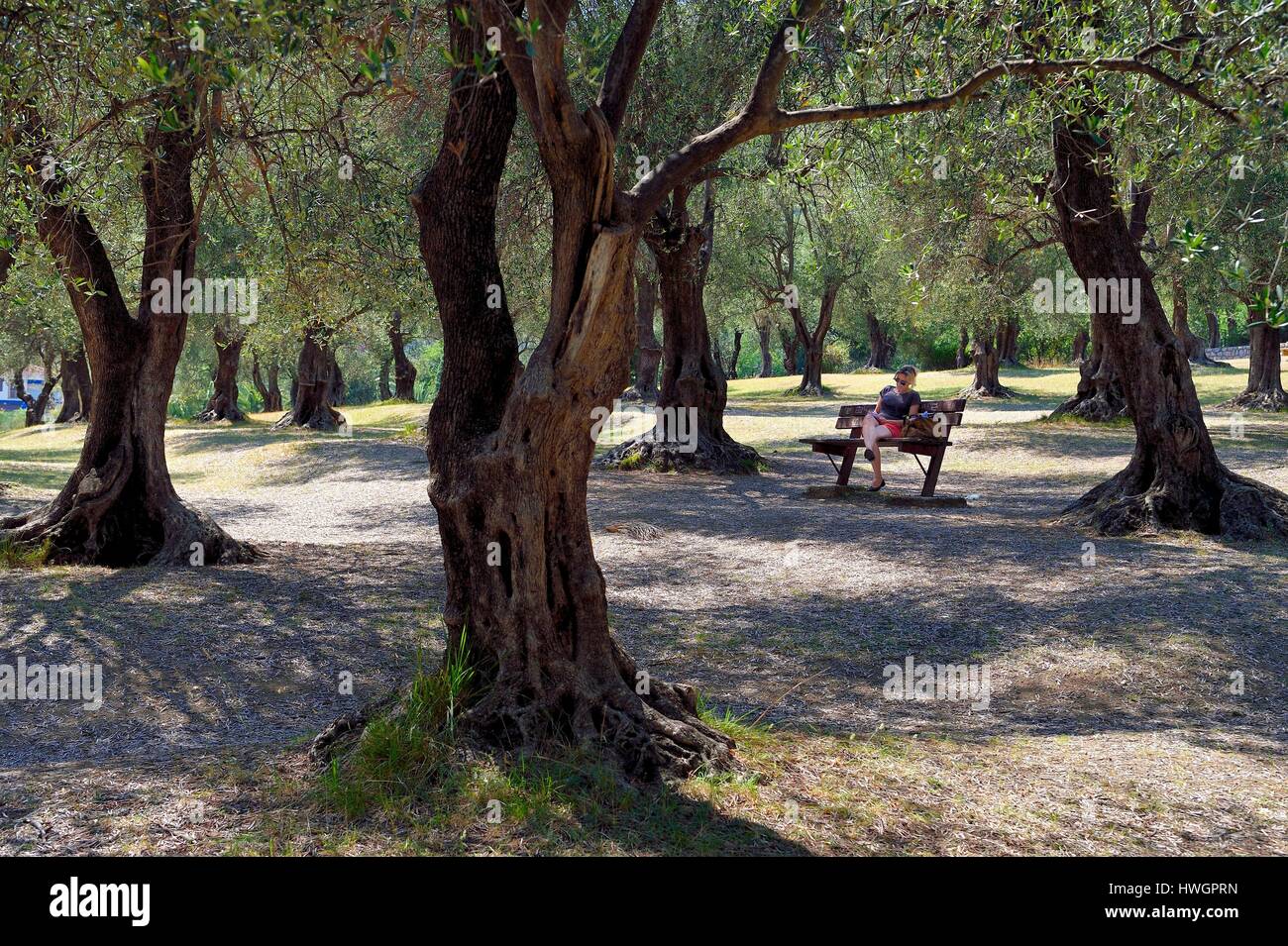 Francia, Alpes Maritimes, Menton, Pian park, tres hectáreas de olivares que alberga más de 530 olivos Foto de stock
