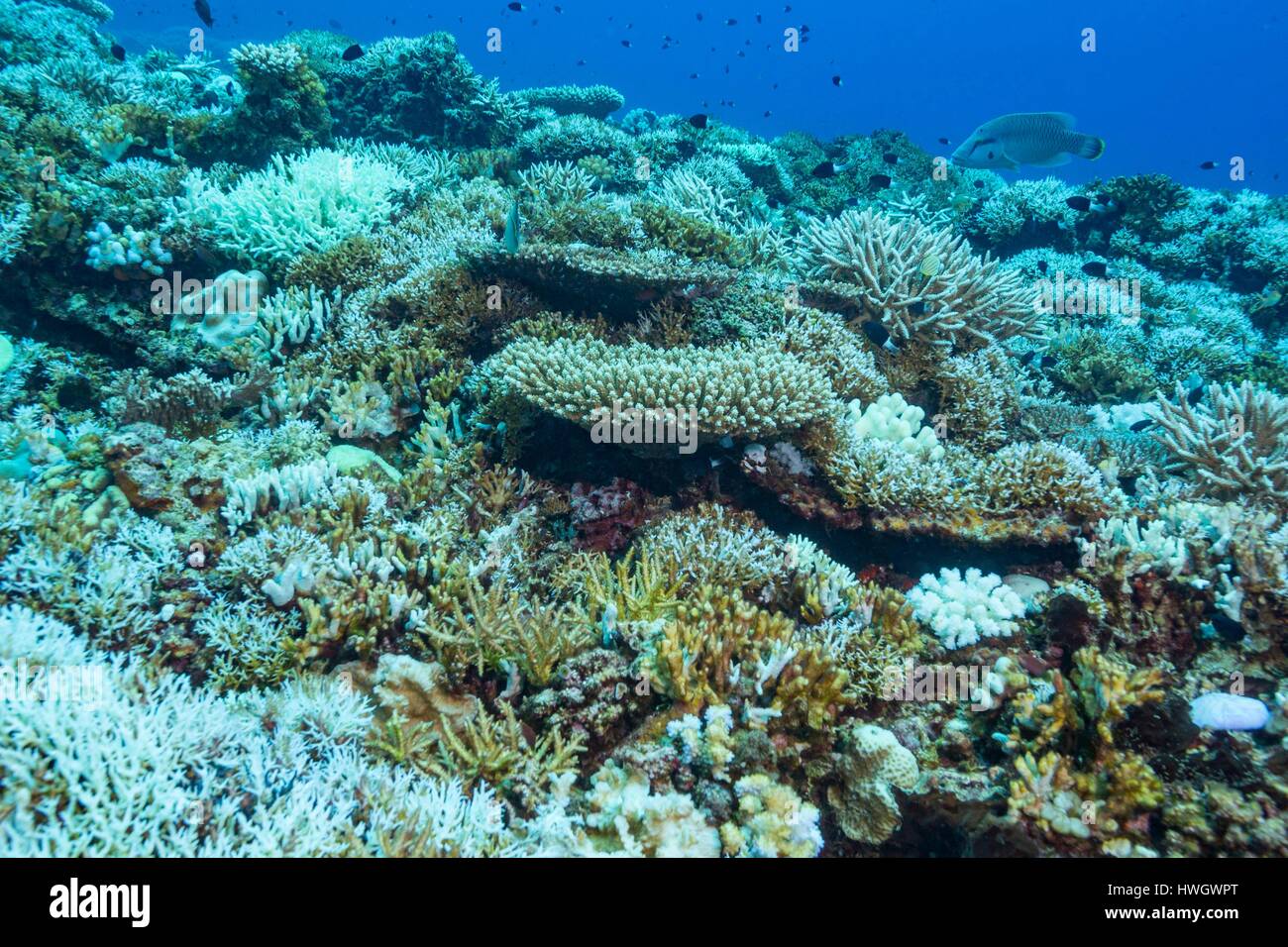 Filipinas, Mindoro, Apo Reef Parque Natural, arrecifes de coral, pasando por el blanqueamiento del coral Foto de stock
