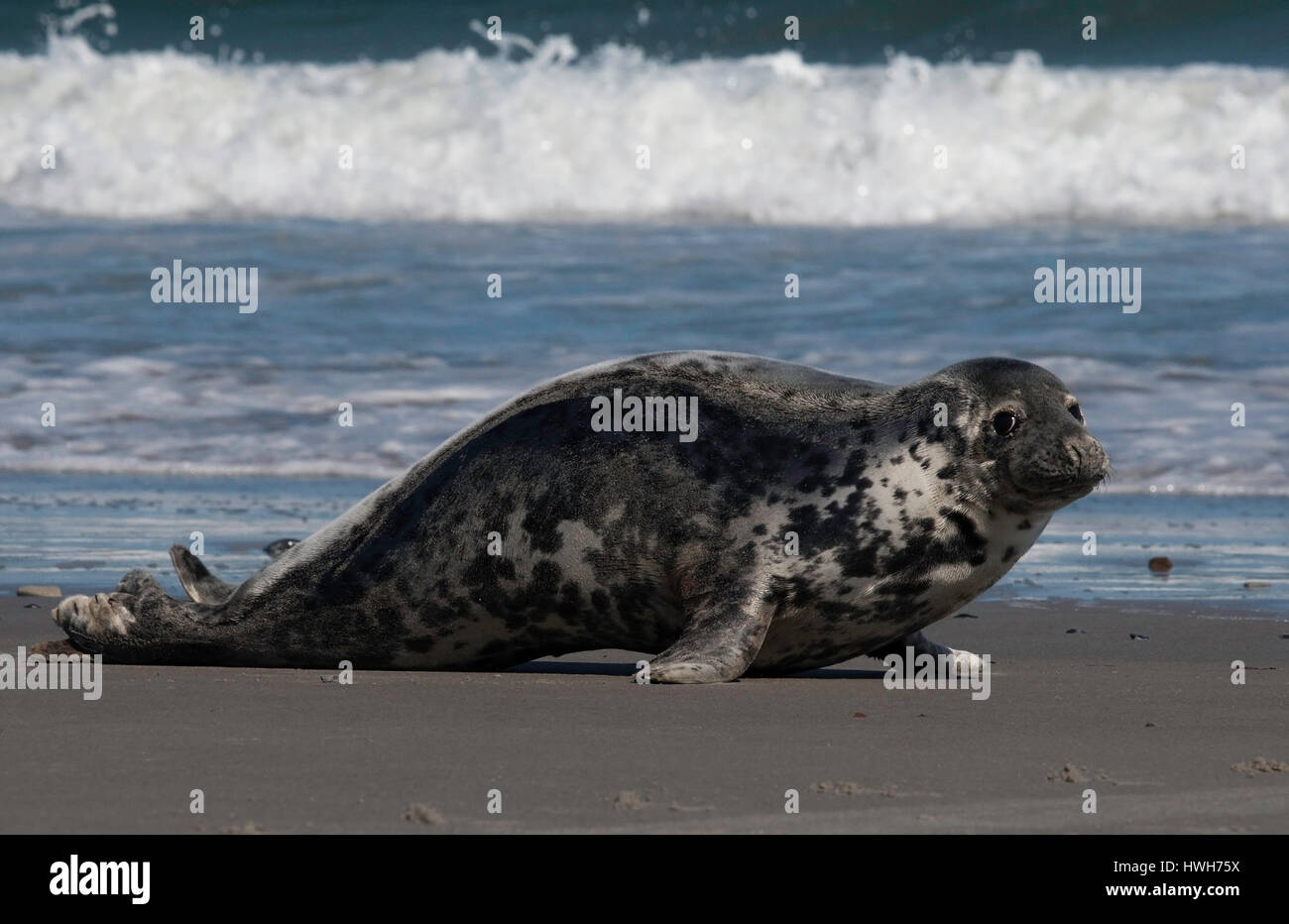 "Cono hembra seal en la playa de Helgoland, Alemania; Alemania; Helgoland, mamíferos marinos, mamíferos marinos, cono sello halichoerus grypus, focas grises, horseh Foto de stock