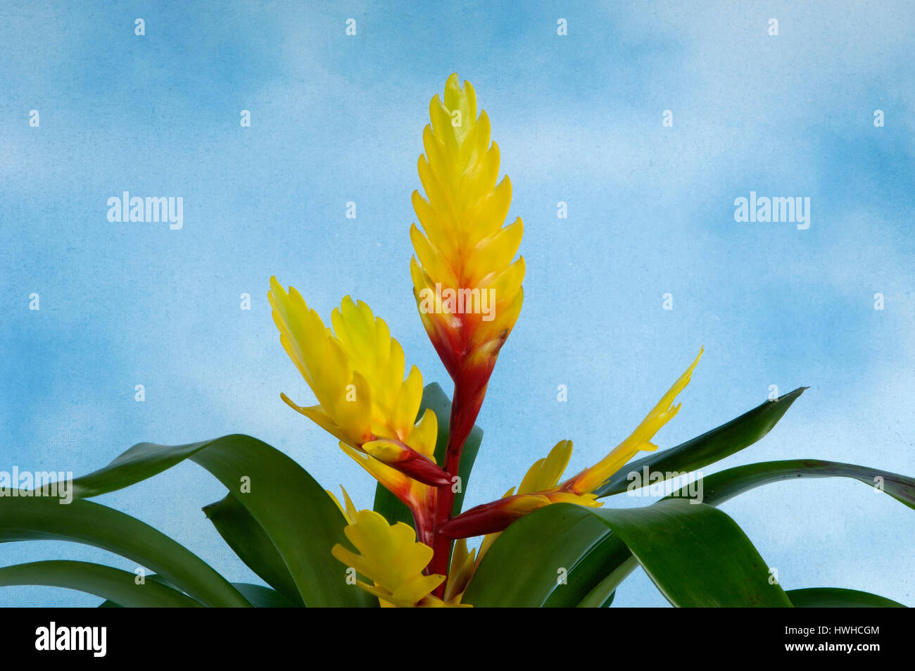 Bromelia Guzmania, híbrido, Guzmanie, bromelia Guzmania, Guzmania híbridas , / (bromelia Guzmania hybride) | Guzmanie, Bromelie / Guzmania / (Guzmán Foto de stock