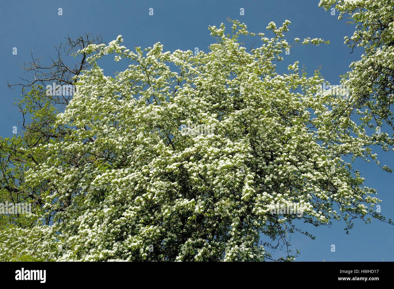 Hawthorn blossom, Crataegus monogyna, whitethorn Eingriffeliger blossom, el claustro, la homeopatía, la medicina , / flor espino (Crataegus monogyna) | E Foto de stock