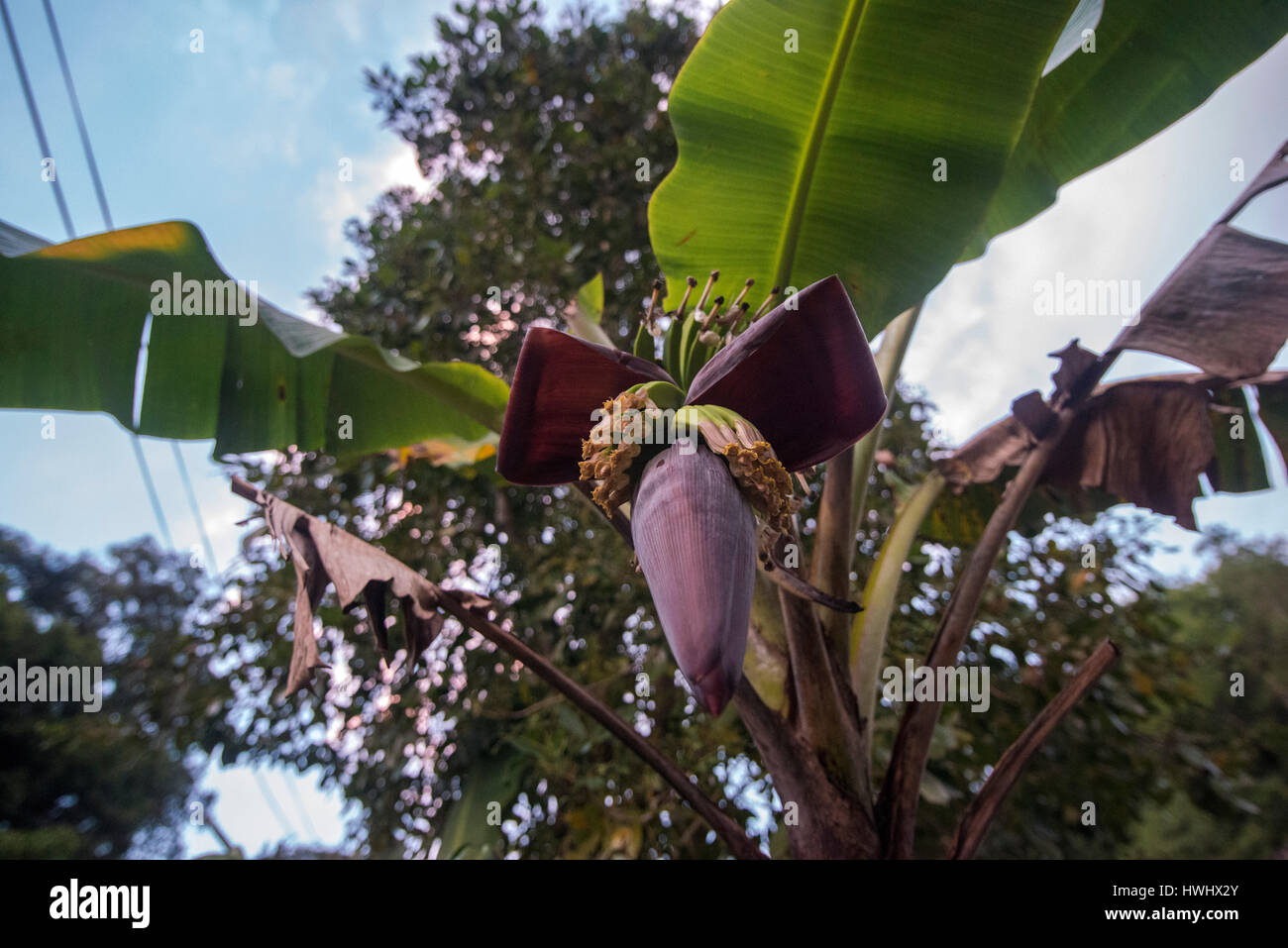 Los plátanos creciente Foto de stock