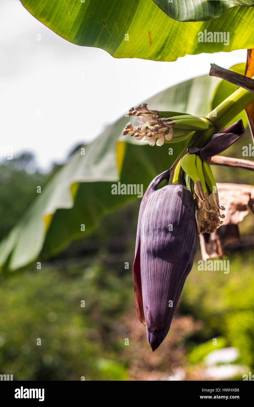 Los plátanos creciente Foto de stock