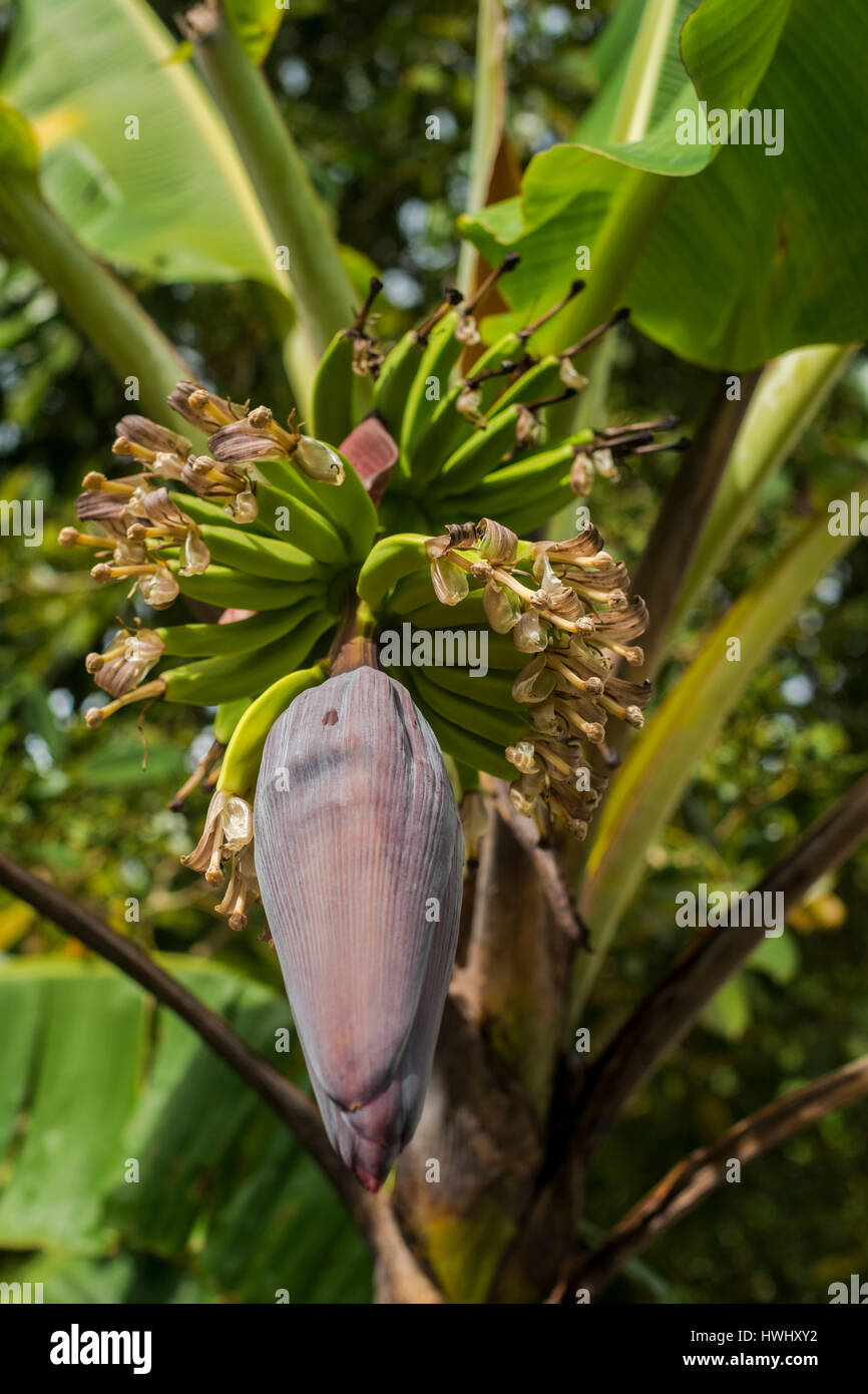 Los plátanos creciente Foto de stock