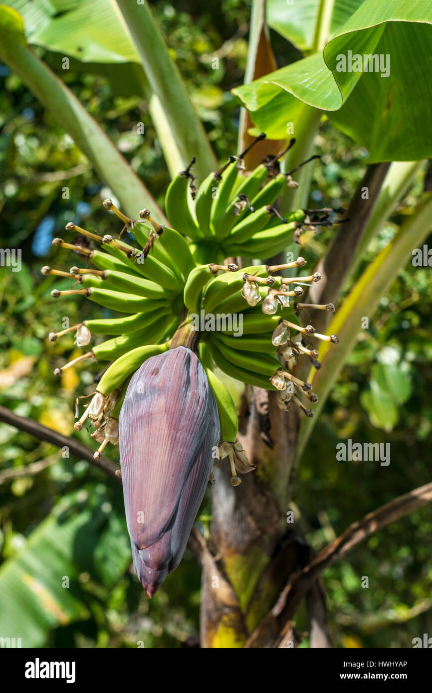 Los plátanos creciente Foto de stock