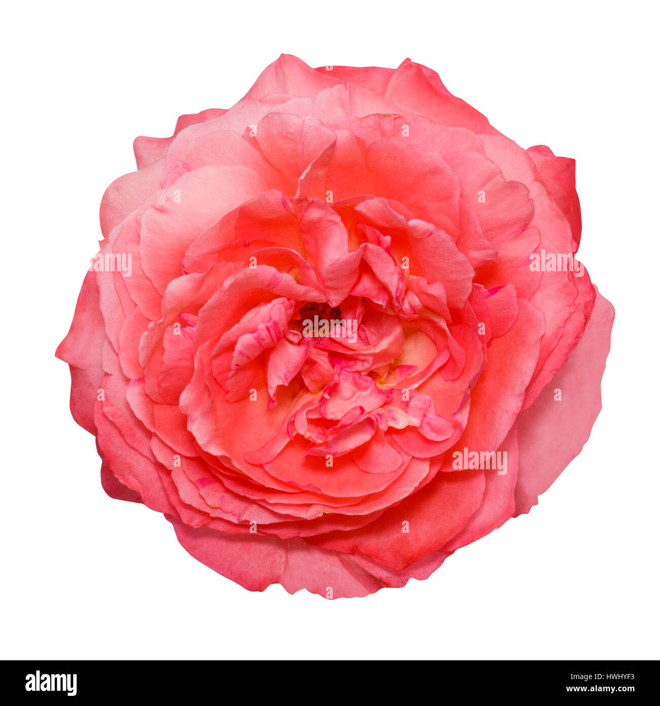 La cabeza de la flor rosa aislado sobre fondo blanco. Foto de stock