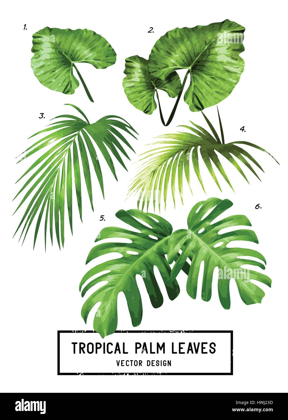 Un conjunto de vectores verde selva tropical aislada hojas de palmera. Ilustración del Vector