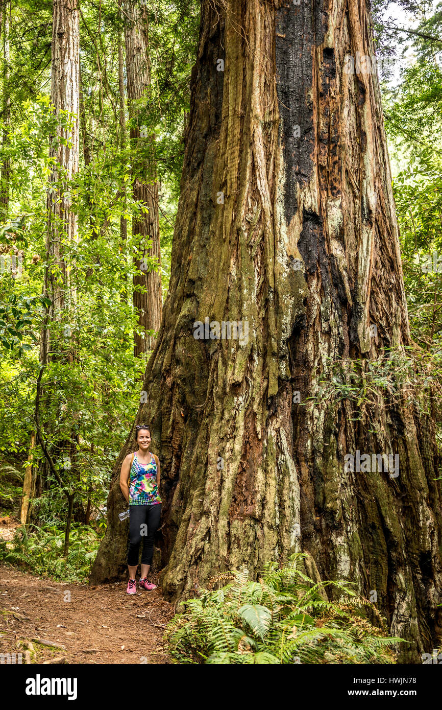 Secoyas En El Norte De California Fotografia De Stock Alamy