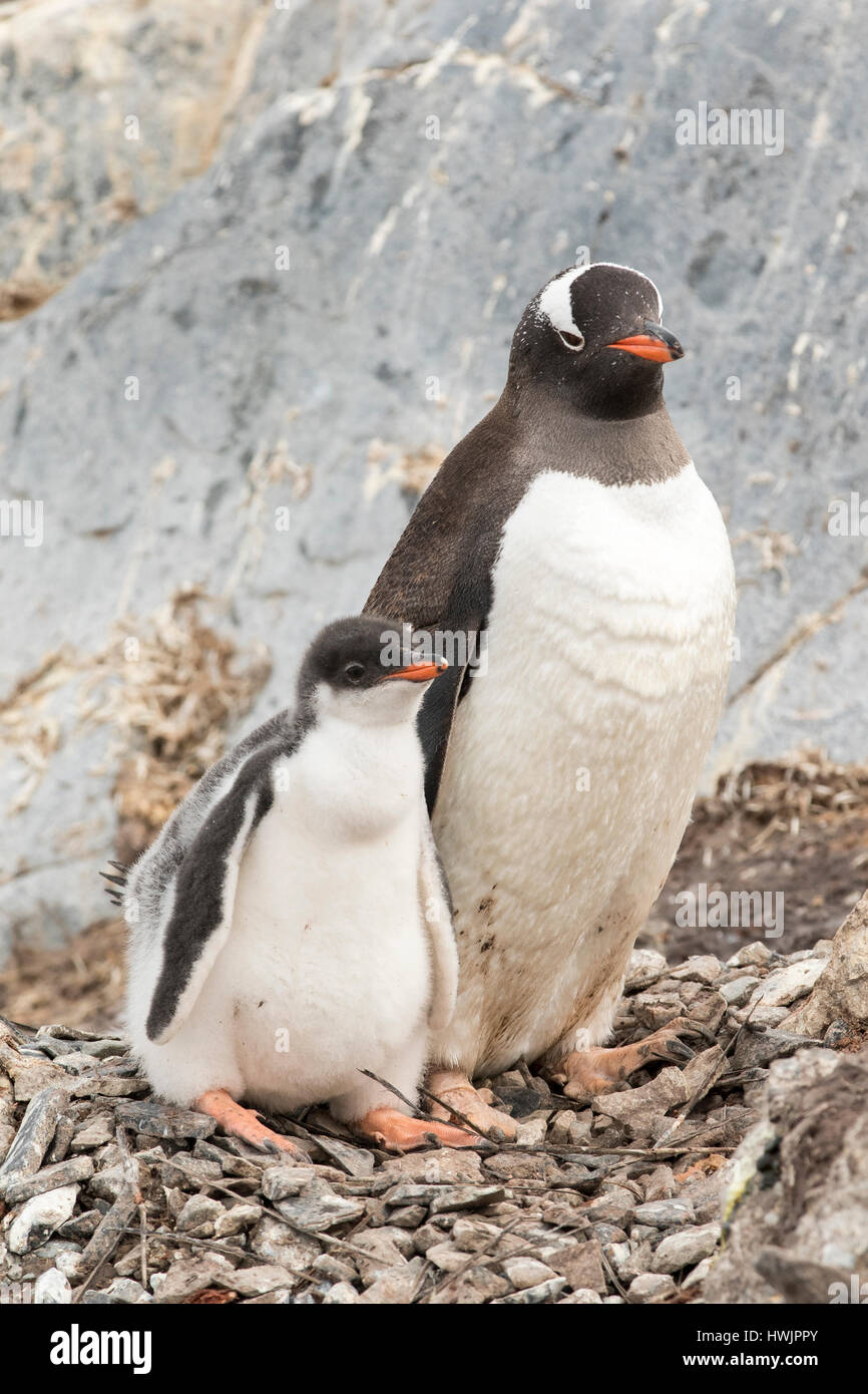 Penguin pollito con adultos. Pingüinos de la Antártida en el nido. Foto de stock