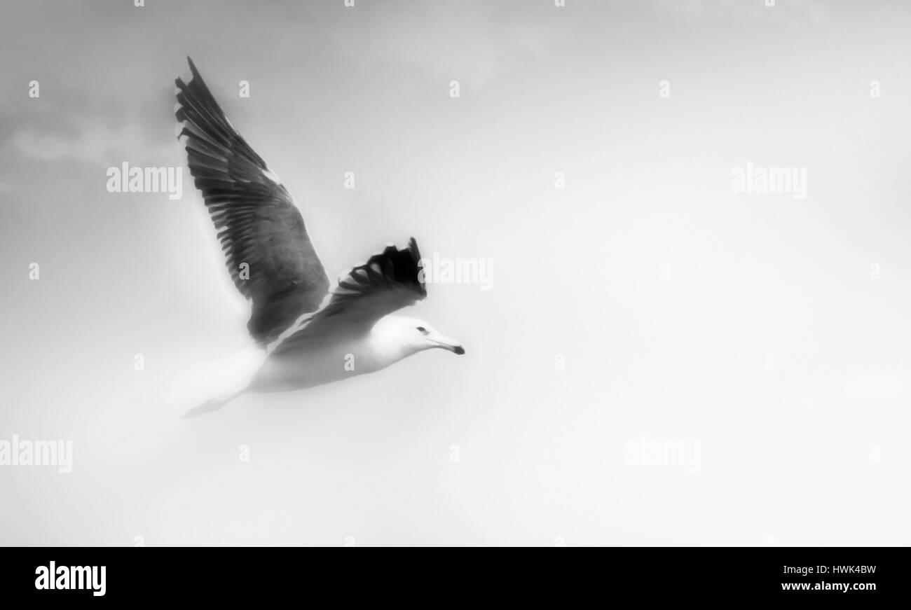Seagull con las alas abiertas volando aislado sobre cielo blanco y negro. Foto de stock