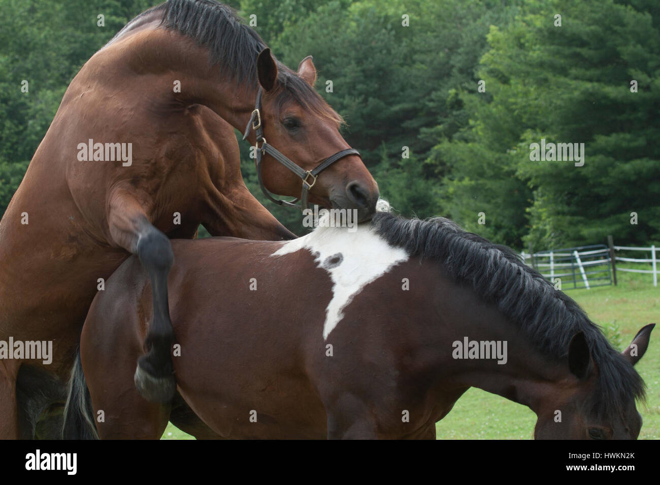 Caballos apareandose