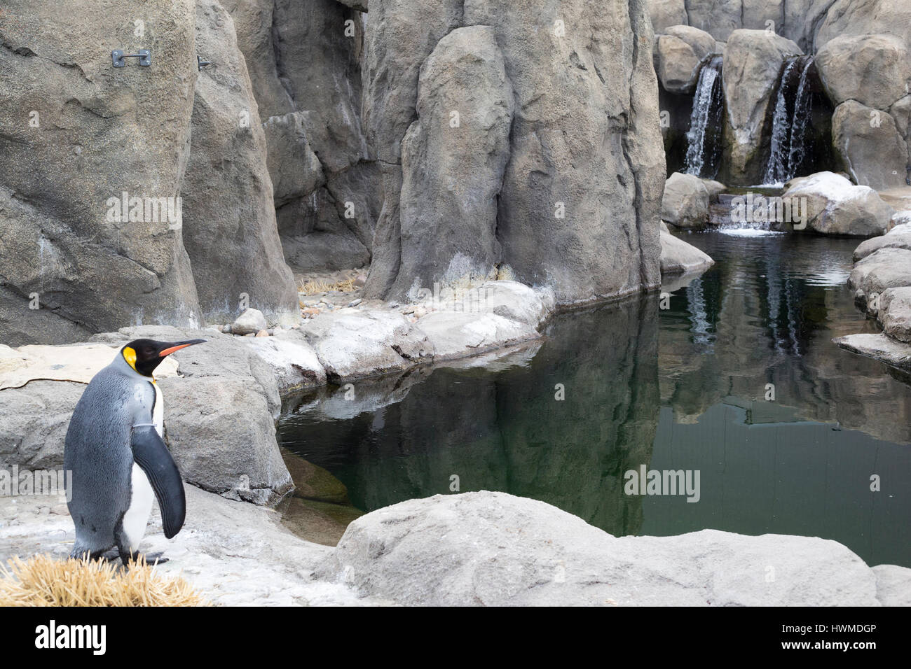 Pingüino Rey (Aptenodytes patagonicus) en el recinto al aire libre con piscina en el zoológico de Calgary. Foto de stock