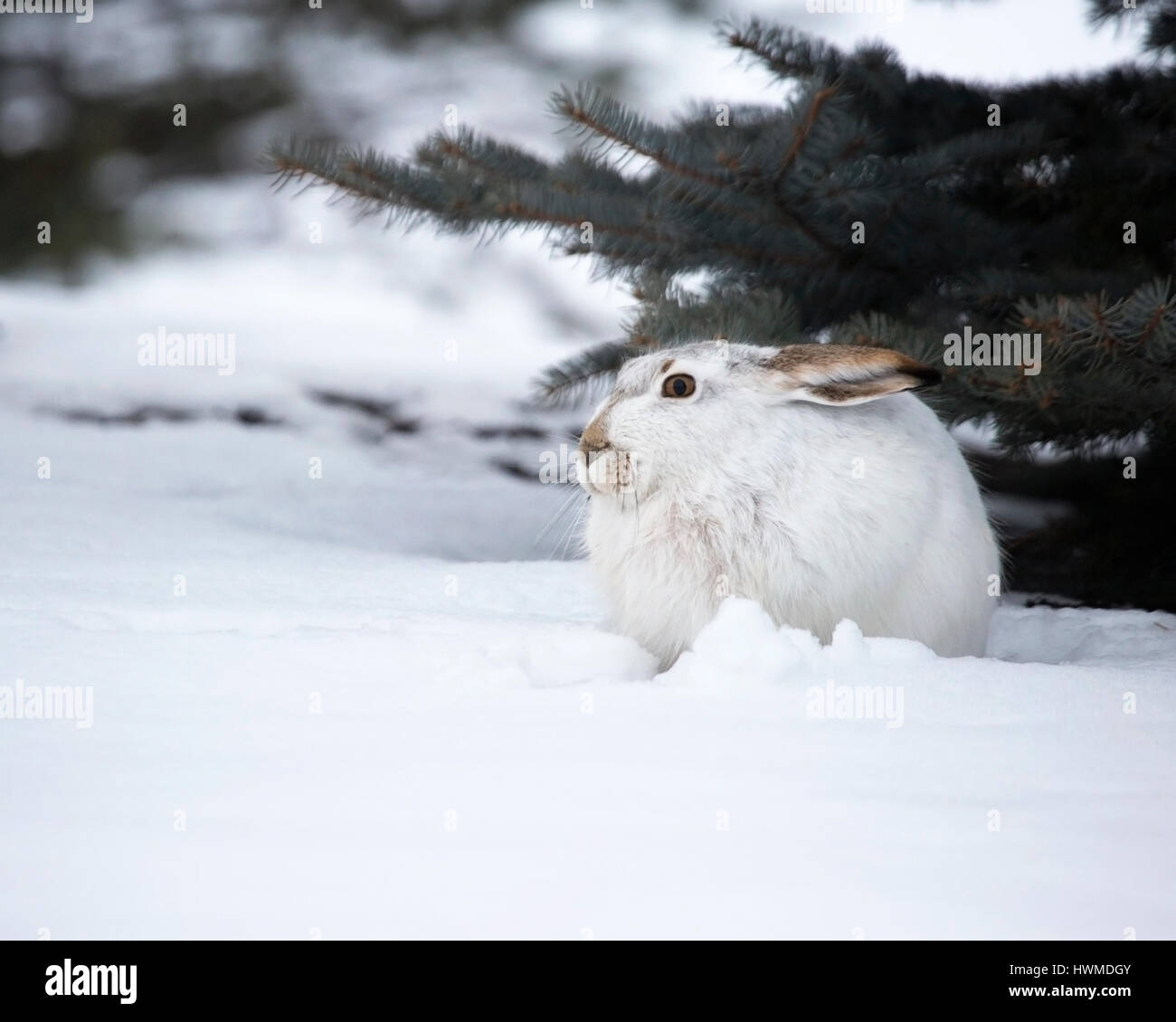 Conejo de cola blanca (Lepus townsendi) con abrigo blanco de invierno abrazado en la nieve bajo una rama de árbol, Canadá Foto de stock