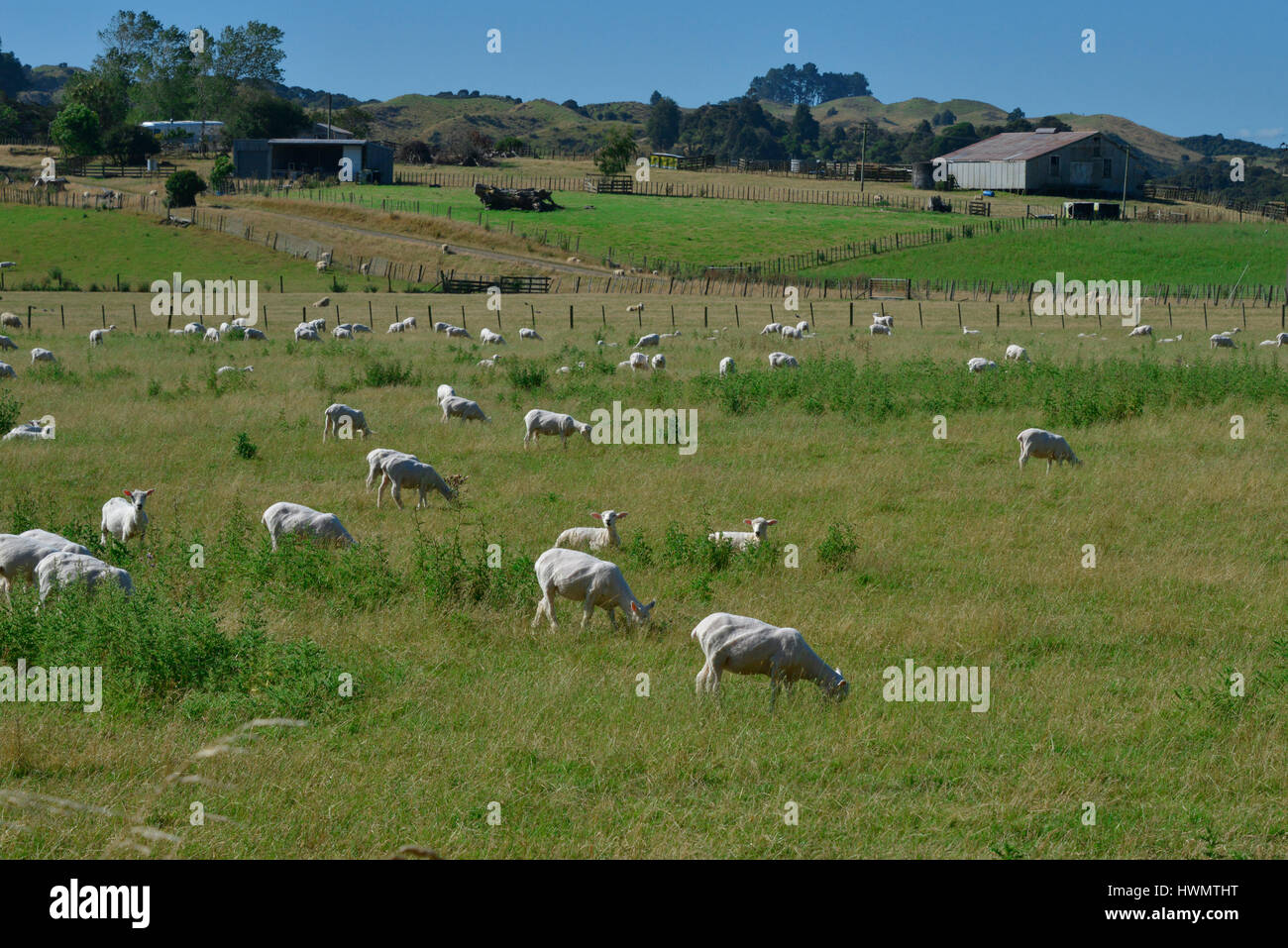 En la Isla del Norte, Nueva Zelanda típica escena rural con campos verdes y ovejas. Foto de stock