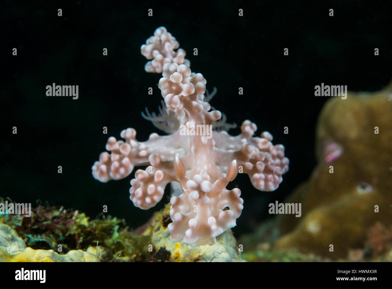 Nudibranch, Miamira alleni, en coral, Anilao, Luzón, Estrecho de Guimaras, Filipinas Foto de stock
