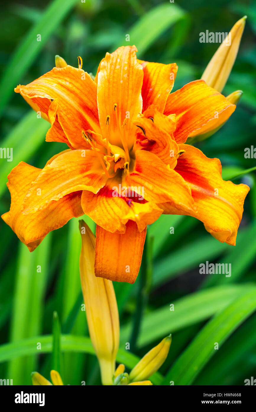 Azucenas amarillas hermosas que crece en el jardín Fotografía de stock -  Alamy