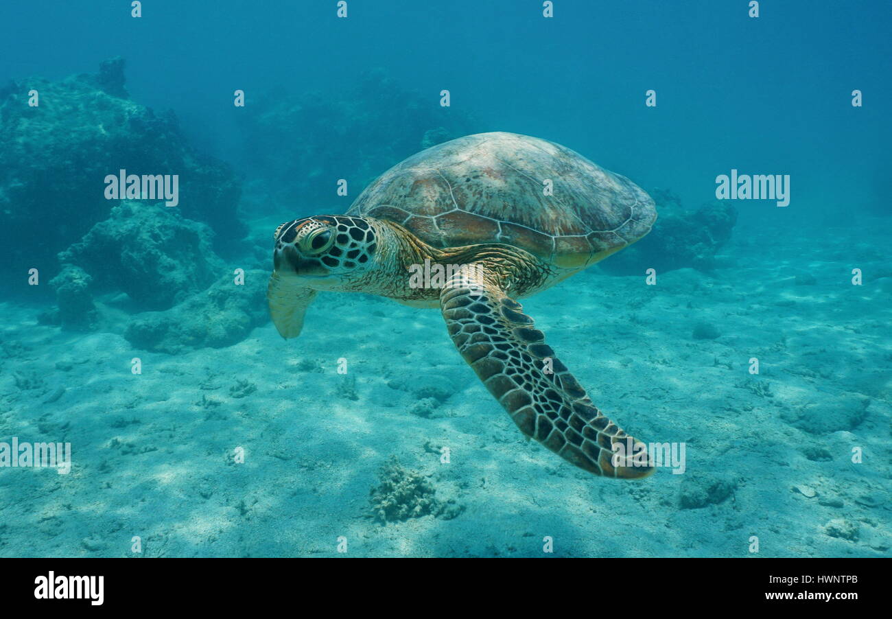 Una tortuga de mar verde submarinas, Chelonia mydas, laguna de Bora Bora, el océano Pacífico, en la Polinesia Francesa Foto de stock