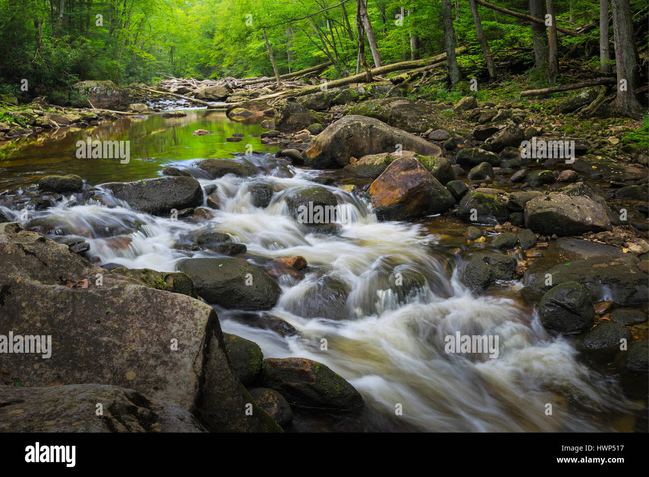 Una de las muchas cascadas en la nutria Creek Wilderness, de West Virginia, el agua proporcionando un espejo para el entorno exuberante y verde bosque. Foto de stock
