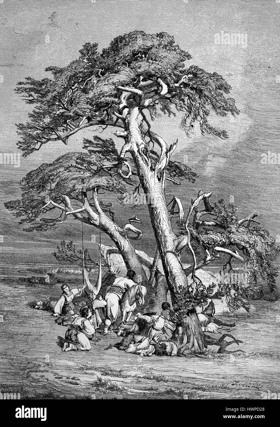 La oración en la estepa. Grupo de viaje en el Oriente Medio mientras descansa bajo un pino, reproducción de una xilografía original a partir del año 1882, digital mejorado Foto de stock