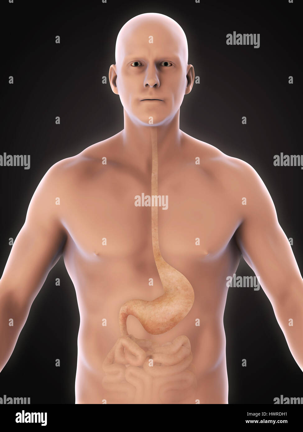 Anatomía del estómago humano Foto de stock