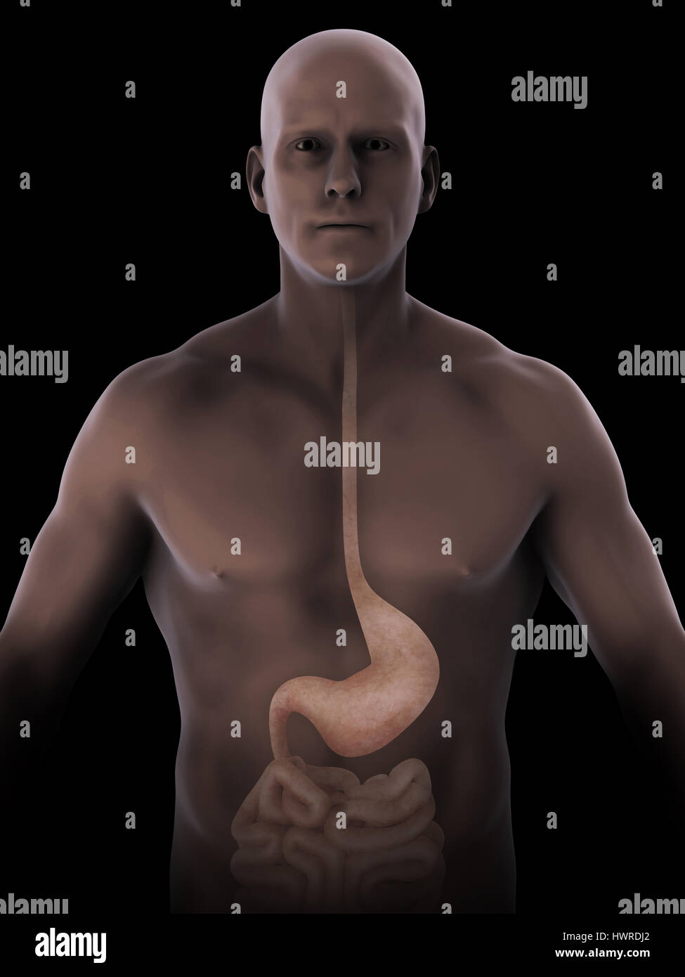Anatomía del estómago humano Foto de stock