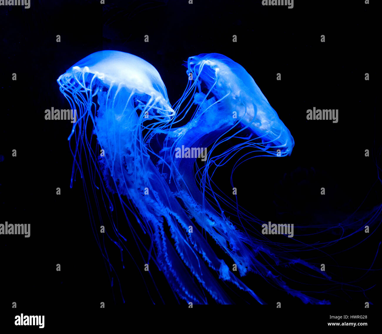 Un Atlántico de ortiga medusas Foto de stock