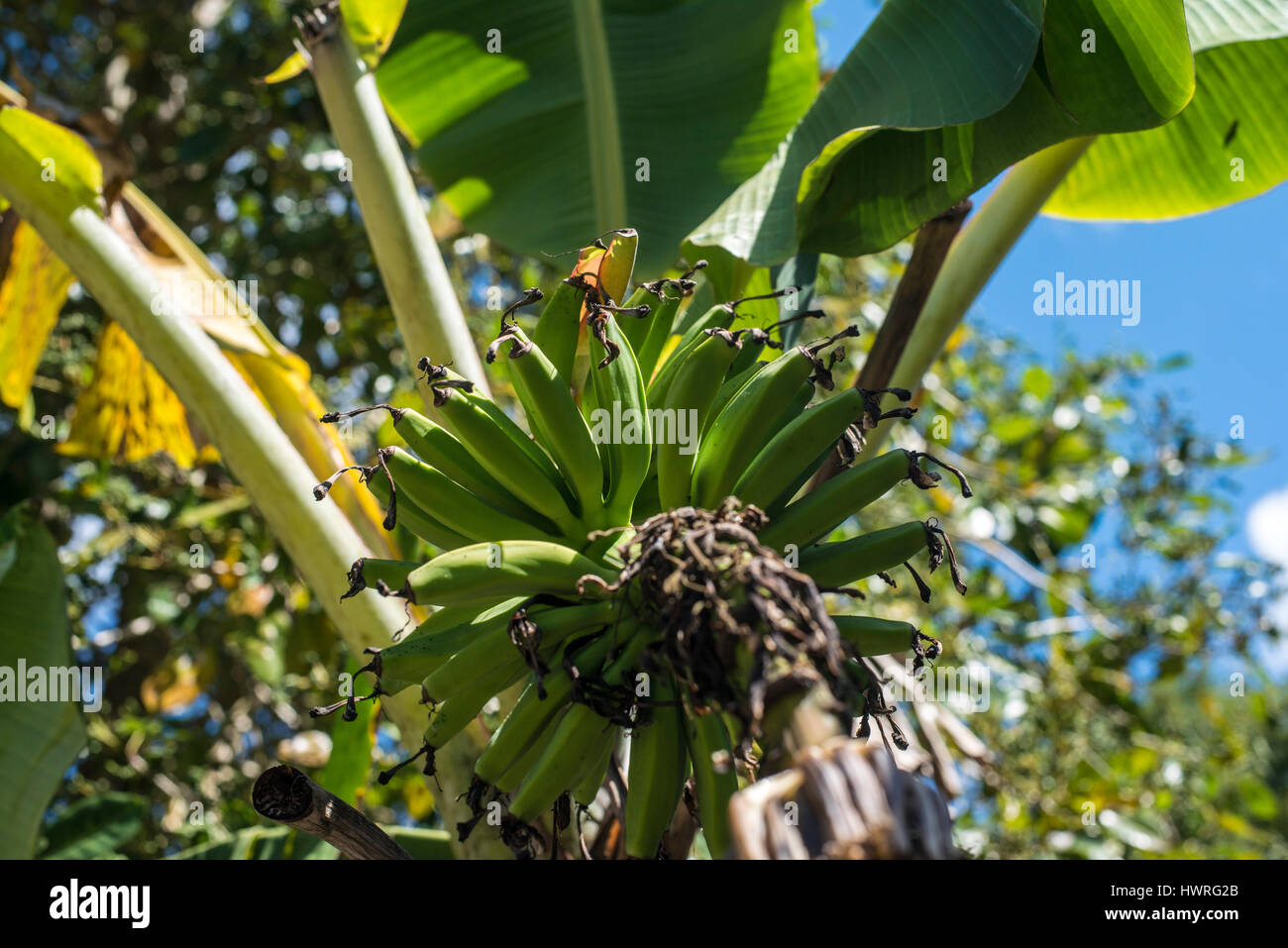 Flor y jóvenes bananas Foto de stock