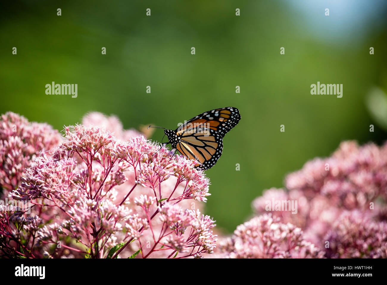 Cierre de la mariposa monarca en flores Foto de stock