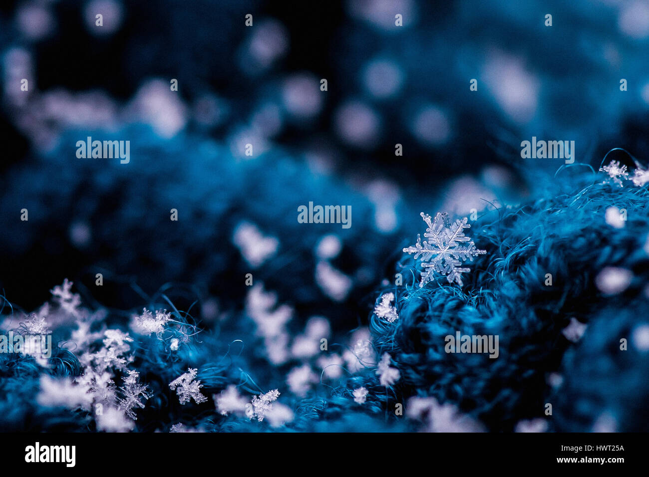 Close-up de los copos de nieve sobre las plantas. Foto de stock