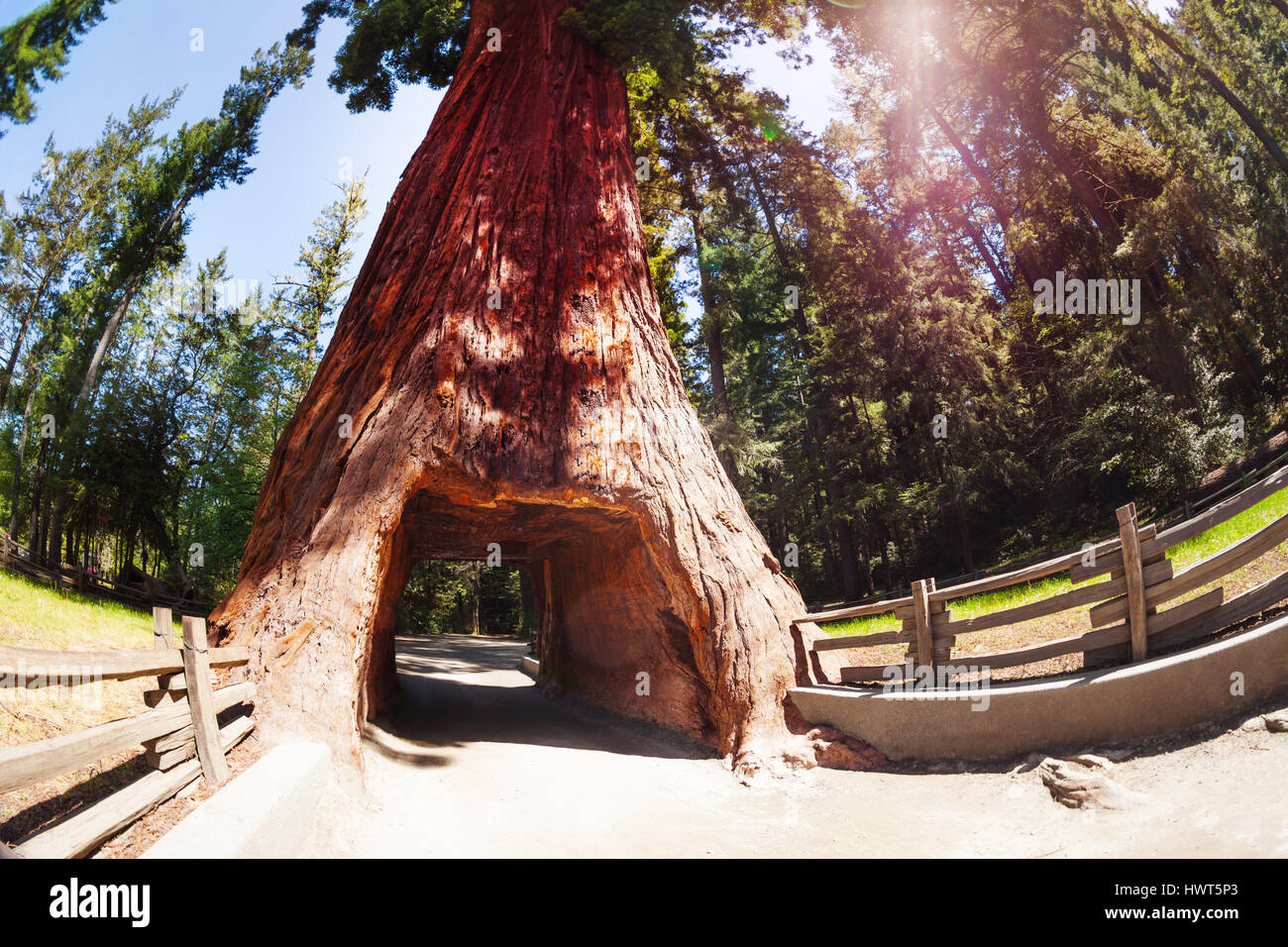 A través del túnel en Redwood Sequoia National Park Foto de stock