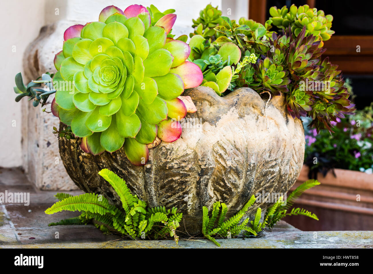 Types of succulents fotografías e imágenes de alta resolución - Alamy