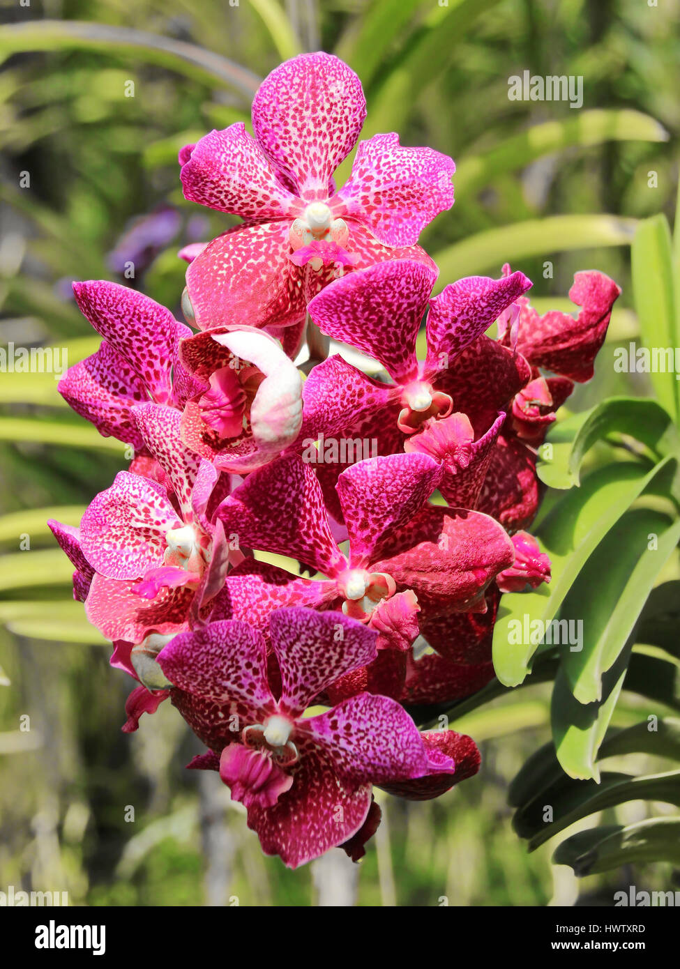 Jardín Botánico de orquídeas tailandesas en Chiang Mai, Tailandia  Fotografía de stock - Alamy