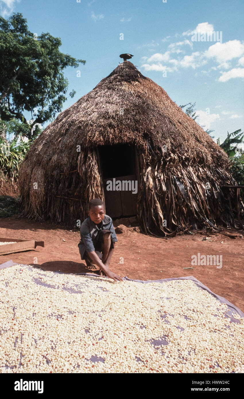 Un niño se seca los granos de café (Coffea arabica) sobre una esterilla delante de un tradicional chagga hut, rombo, región de Kilimanjaro, Tanzania Foto de stock