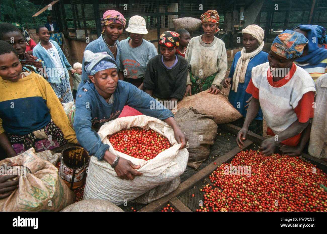 Un selector de café trae una bolsa con granos de café a la tabla de clasificación, Machame, Kilimanjaro, Tanzania Foto de stock
