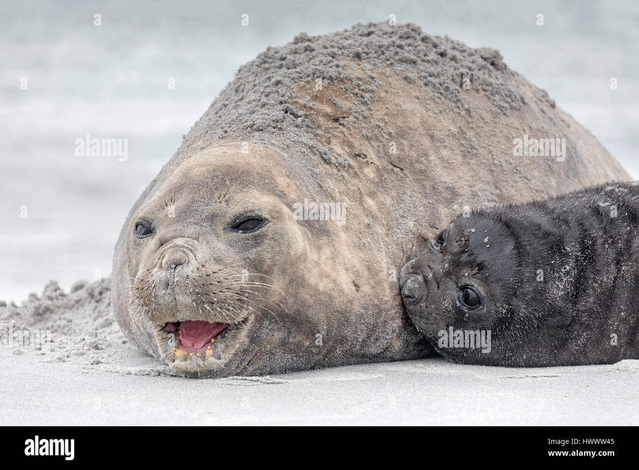 Southern Elephant Seal Foto de stock