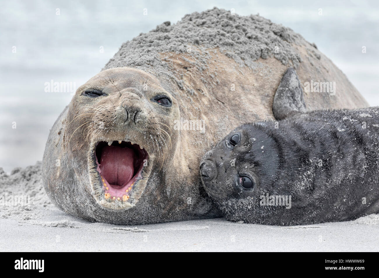 Southern Elephant Seal Foto de stock