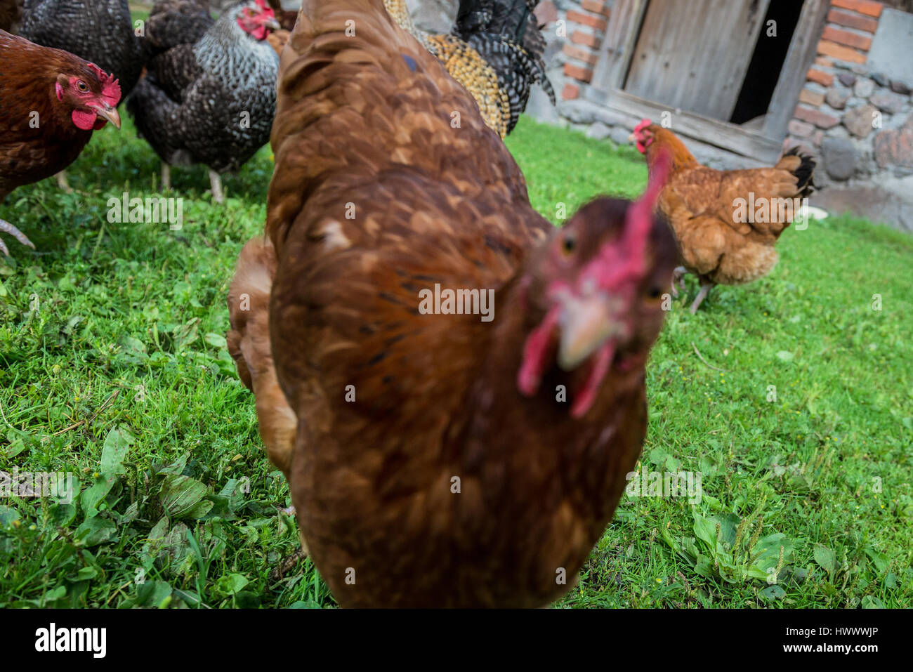 Las gallinas en una granja de pollos de rango libre en una pequeña aldea en la región de Mazovia en Polonia Foto de stock
