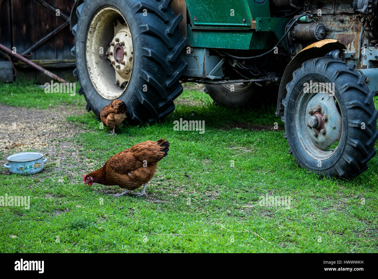 La gallina en una granja de pollos de rango libre en una pequeña aldea en la región de Mazovia en Polonia Foto de stock