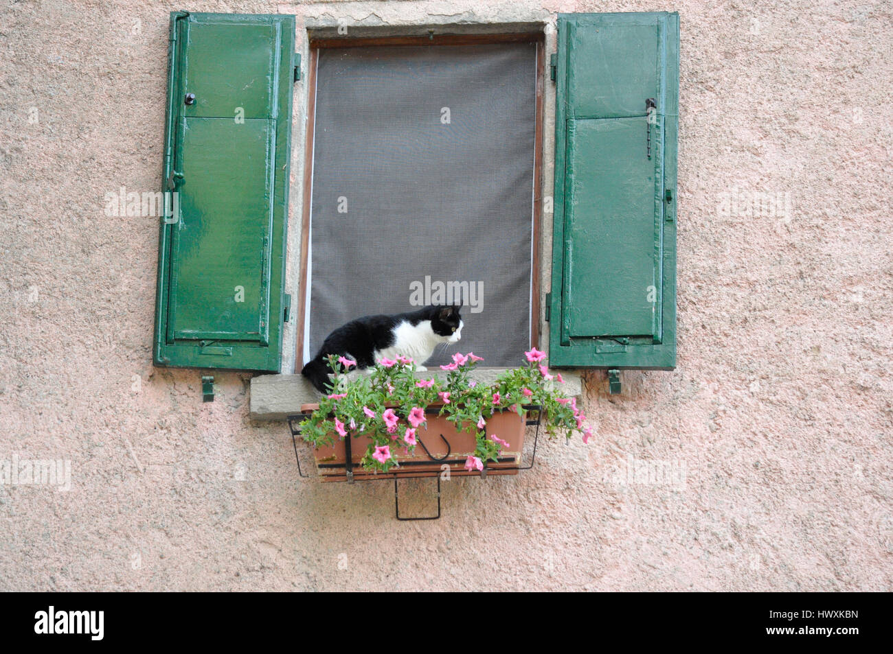 Un gato fuera de la ventana que quiere huir Foto de stock