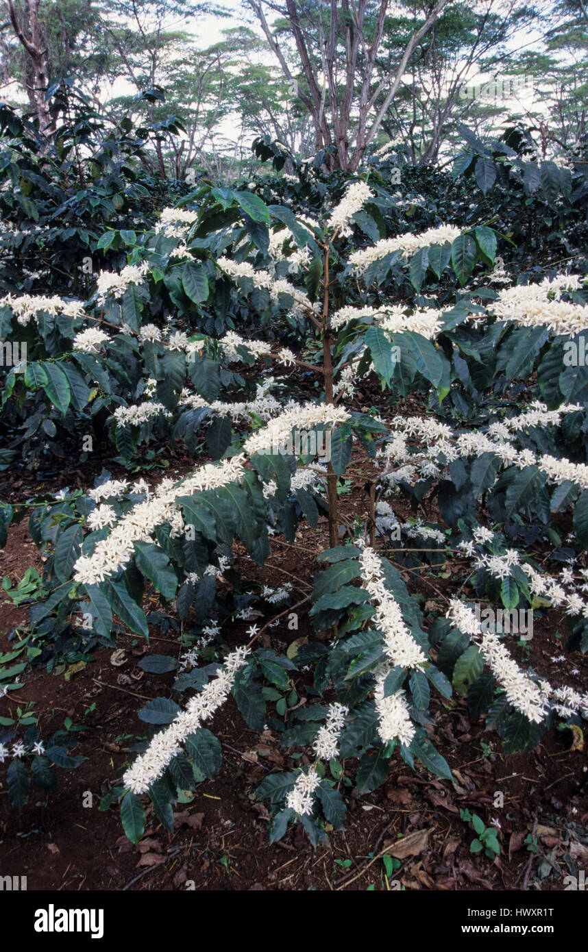 Floración de cafetos (Coffea arabica) en una plantación, Mweka, región de Kilimanjaro, Tanzania Foto de stock