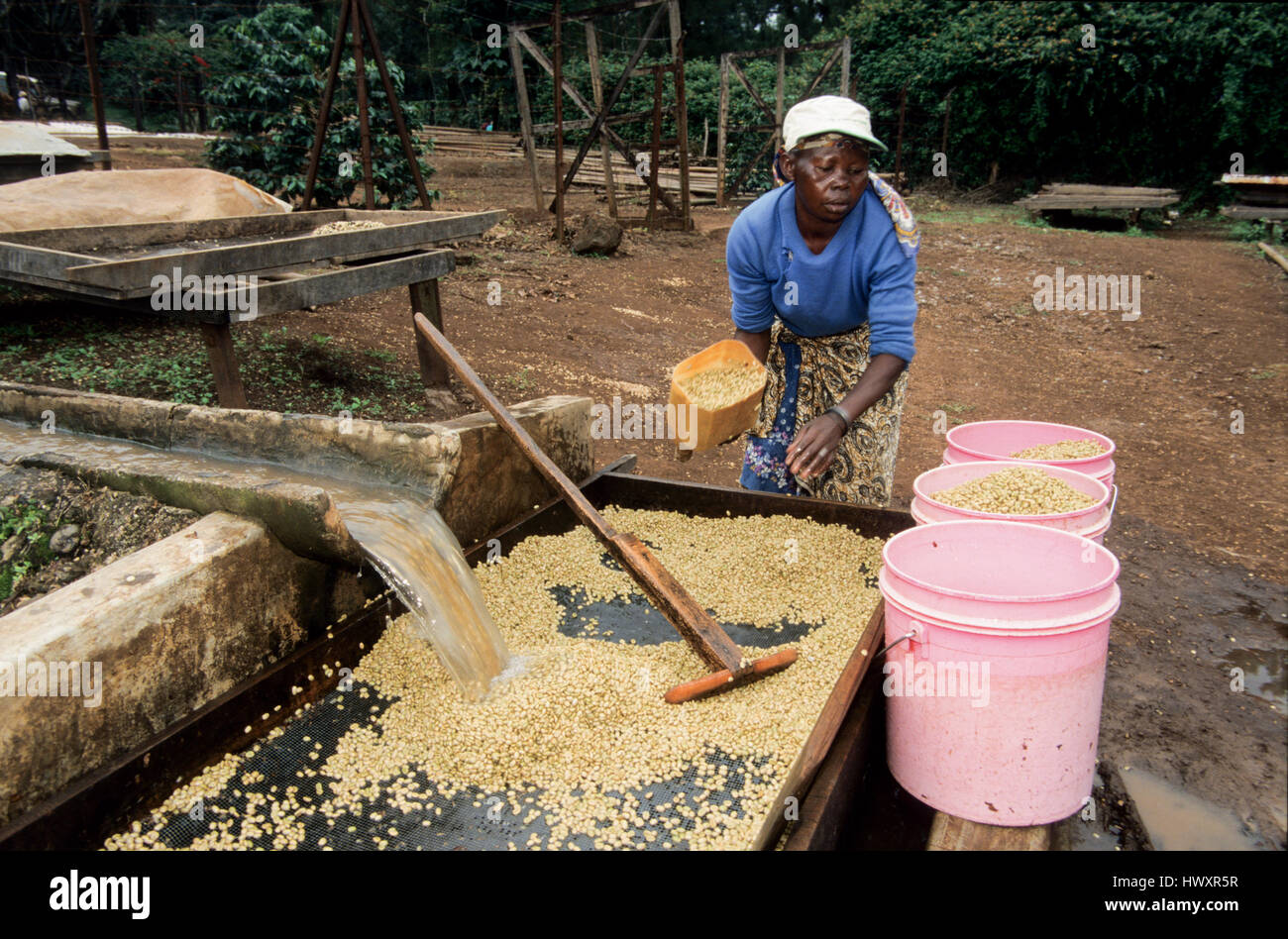 Trabajador lava los granos de café (Coffea arabica), después de la fermentación, Moshi, Tanzania Foto de stock